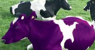 Be Like A "Purple Cow"